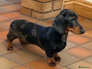 Miniature Dachshund dogs Kc reg pra clear silver dapple mini smooth - Advert 3