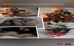 Mixed Breed dogs for sale: Jack Russell cross - Advert 8