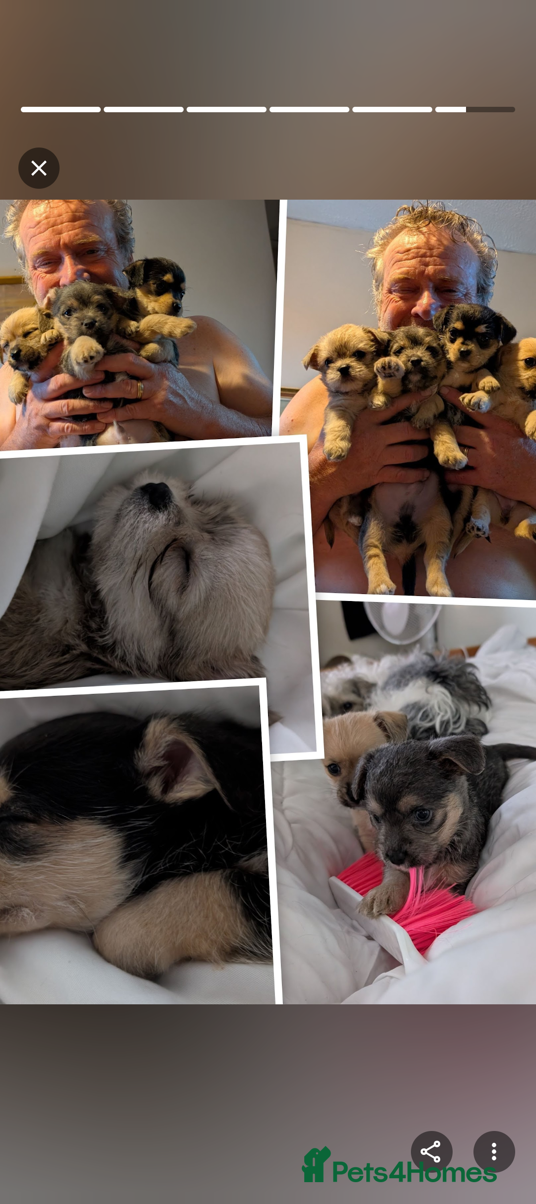 Mixed Breed dogs for sale: Jack Russell cross - Advert 8