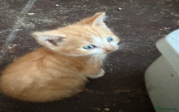 Mixed Breed cats for sale: 5 mixed breed cute kittens  - Image 9