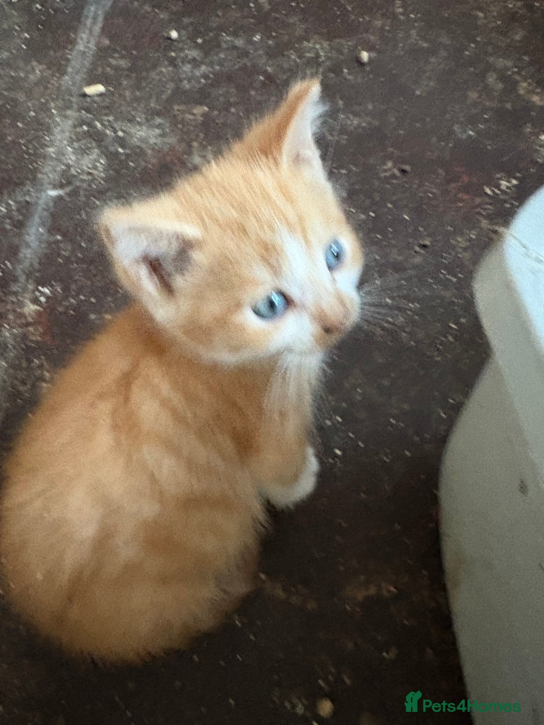 Mixed Breed cats for sale: 5 mixed breed cute kittens  - Image 9