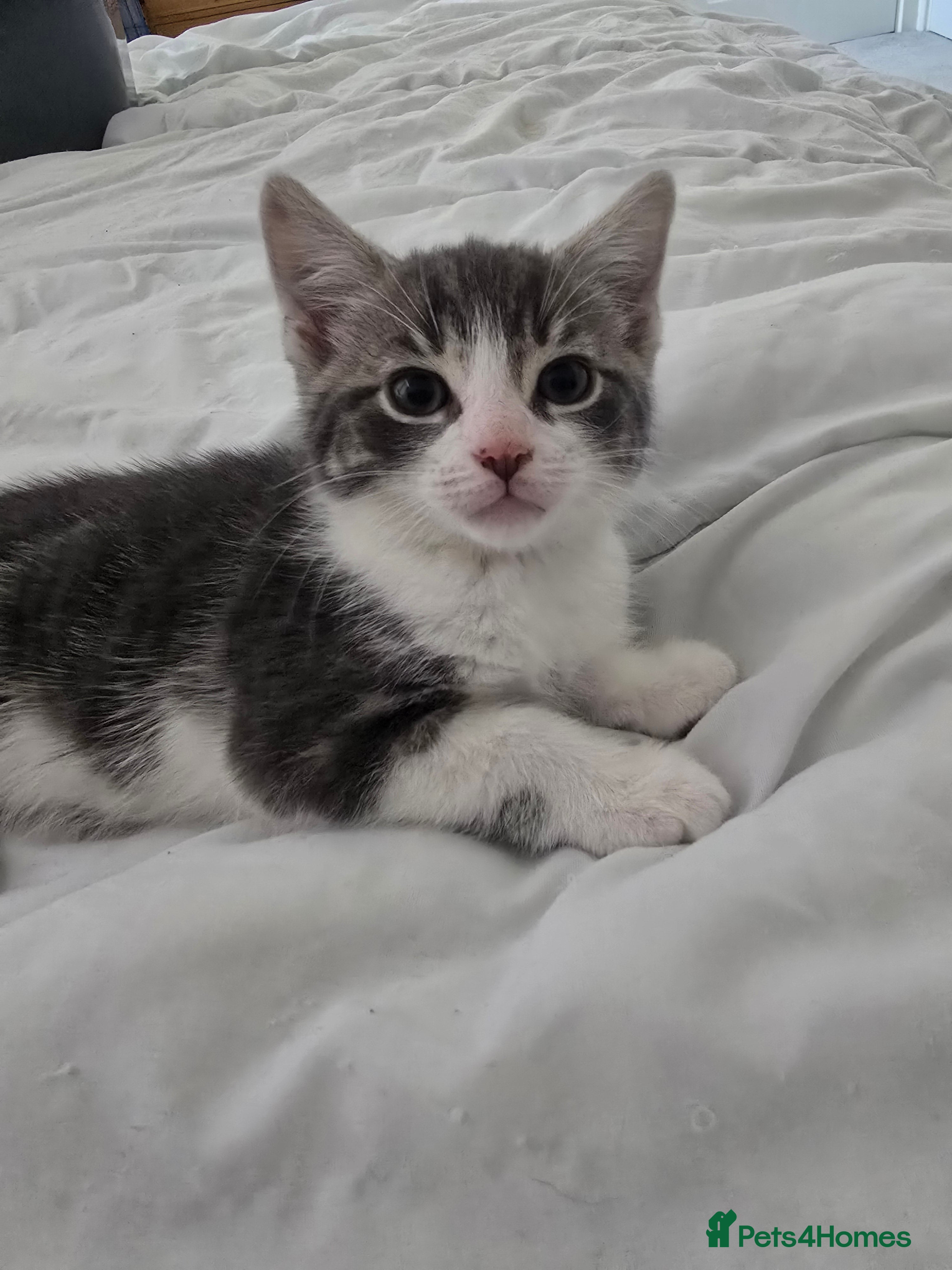 Domestic Shorthair cats Grey and white kitten  - Advert 1