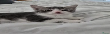 Domestic Shorthair Kitten 1