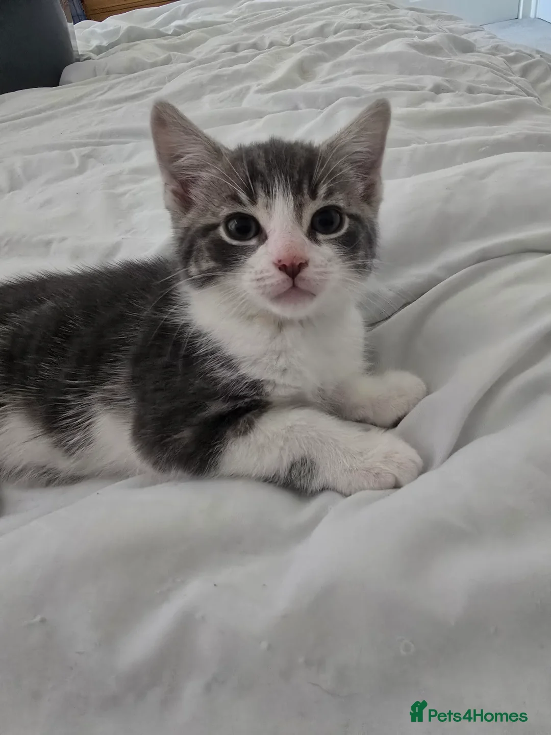 Domestic Shorthair cats for sale: Grey and white kitten  - Advert 1