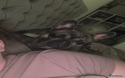 French Bulldog dogs for sale: 1yr 2month Male french bulldog - Image 3