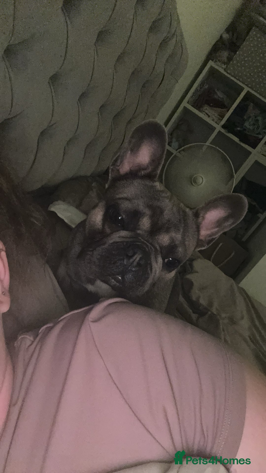 French Bulldog dogs for sale: 1yr 2month Male french bulldog - Image 3