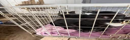 Mixed Breed cats for sale: Lots of male cats! Now only £20 and one girl!  - Advert 10