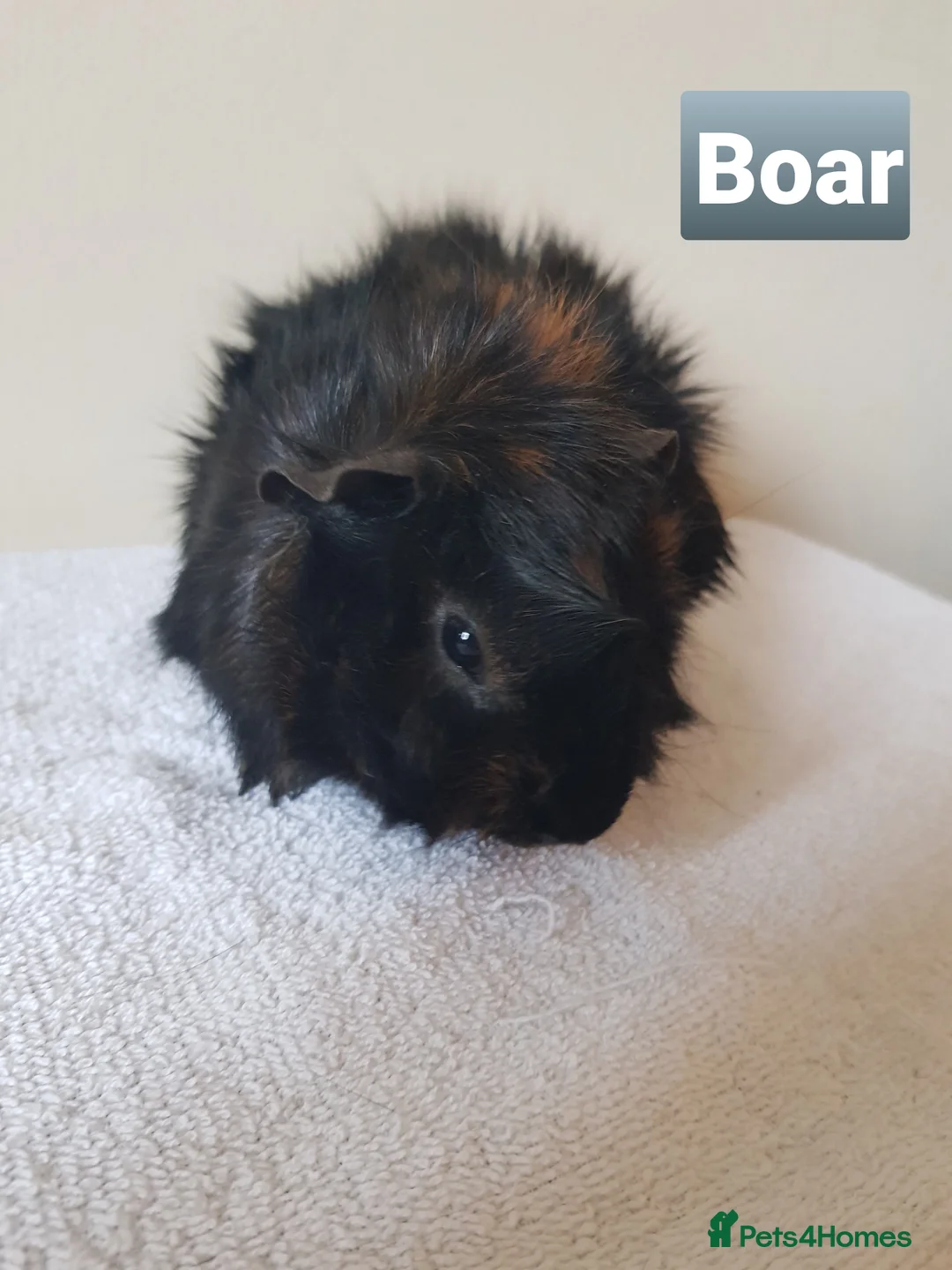 Guinea Pig rodents for sale: Adult Abyssinian Guinea Pigs Boar and Sows - Advert 9