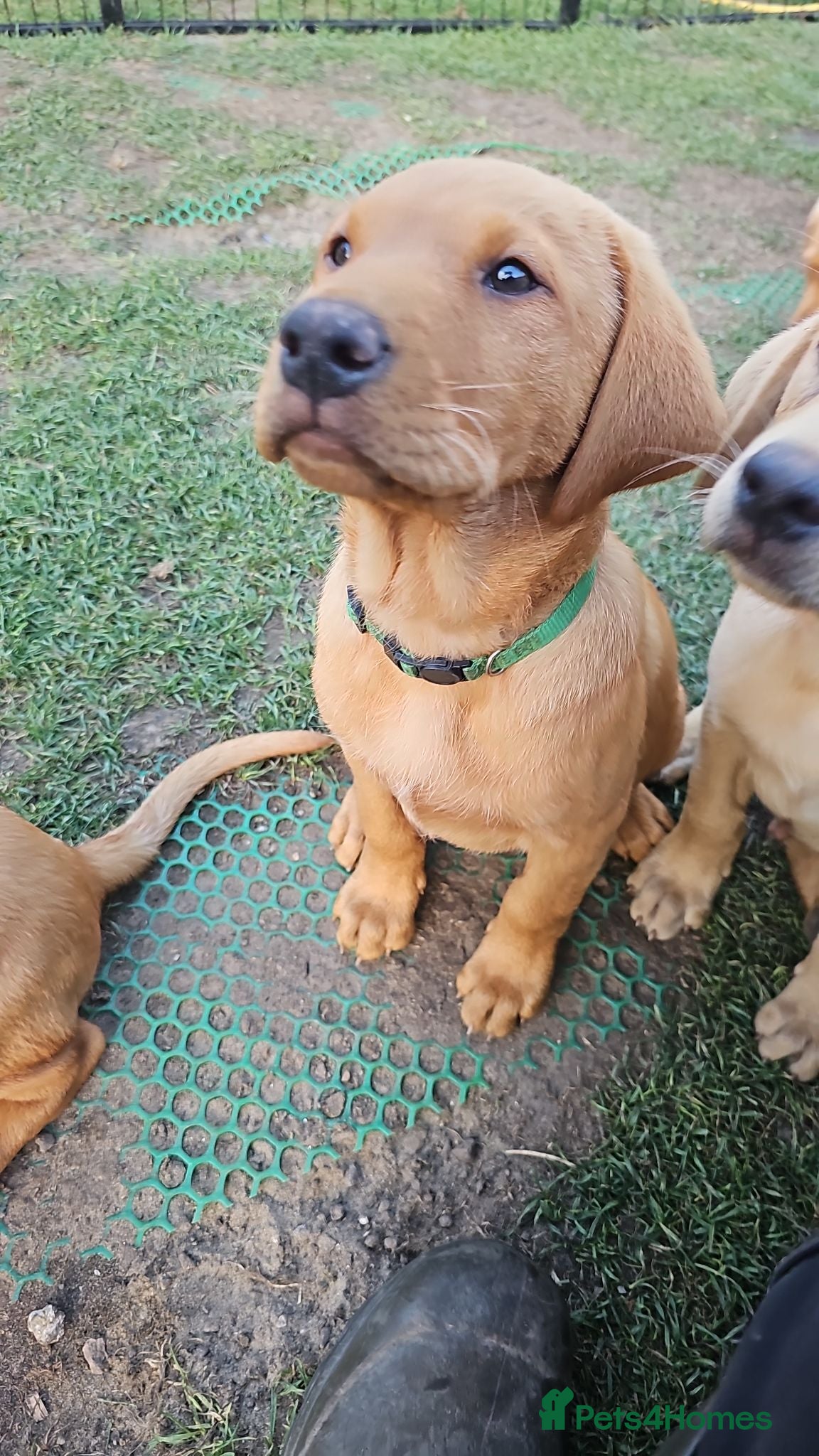Labrador Retriever dogs FOX RED LABRADOR PUPPIES READY NOW - Advert 2