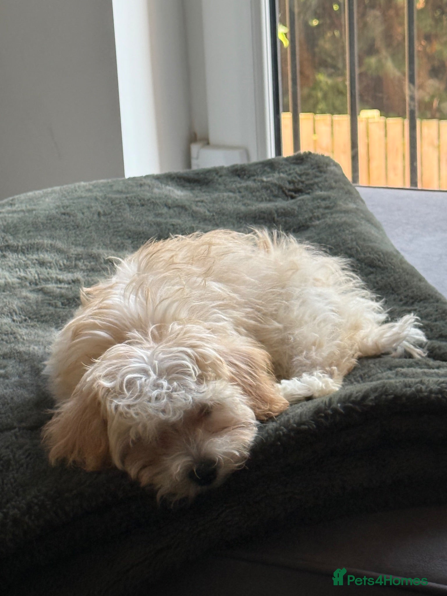 Maltipoo dogs Adorable maltipoo puppies in Huddersfield - Advert 16