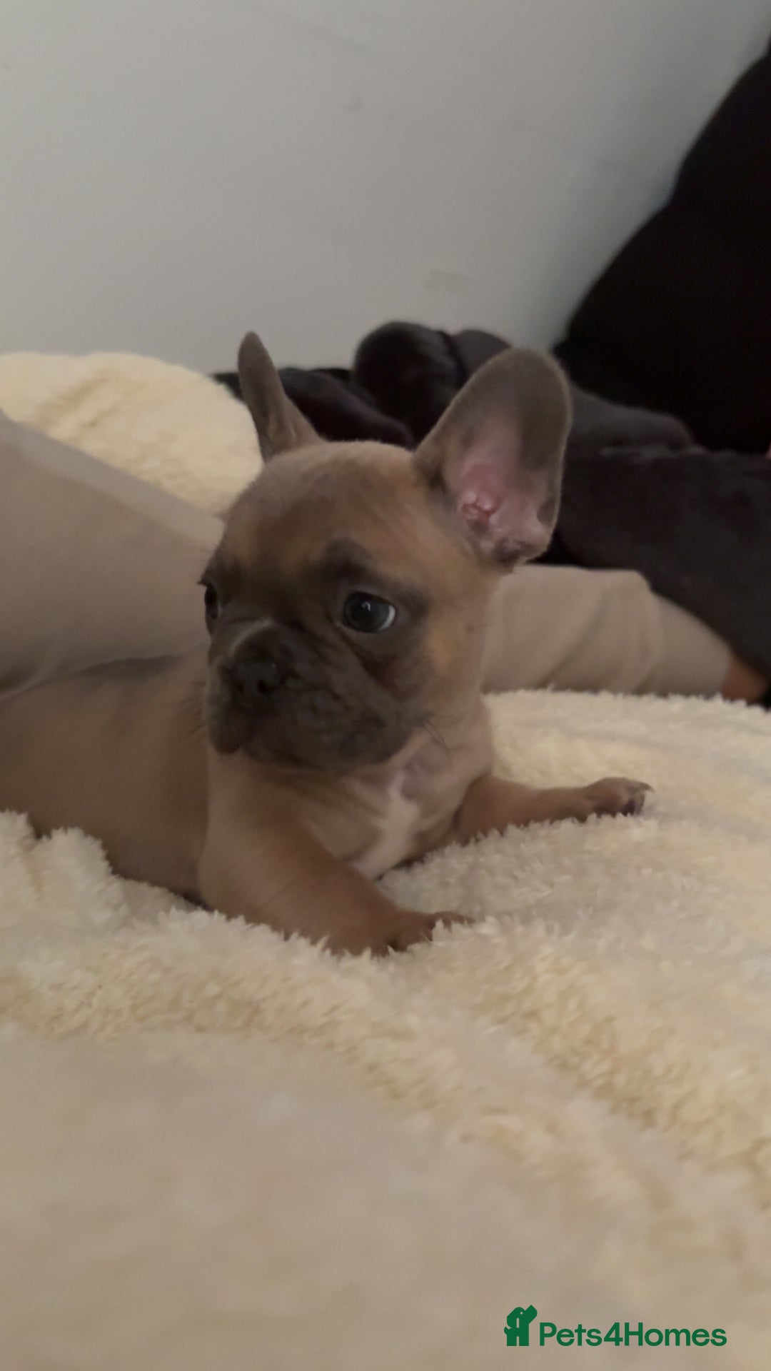French Bulldog dogs for sale: Gorgeous French bulldog boy.  - Advert 2