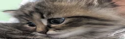 Persian cats for sale: Irresistible Russian Blue Persian Kittens. - Advert 6