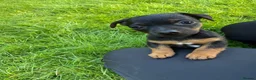Jack Russell dogs for sale: Black and Tan Jack Russels  in Brecon - Advert 2