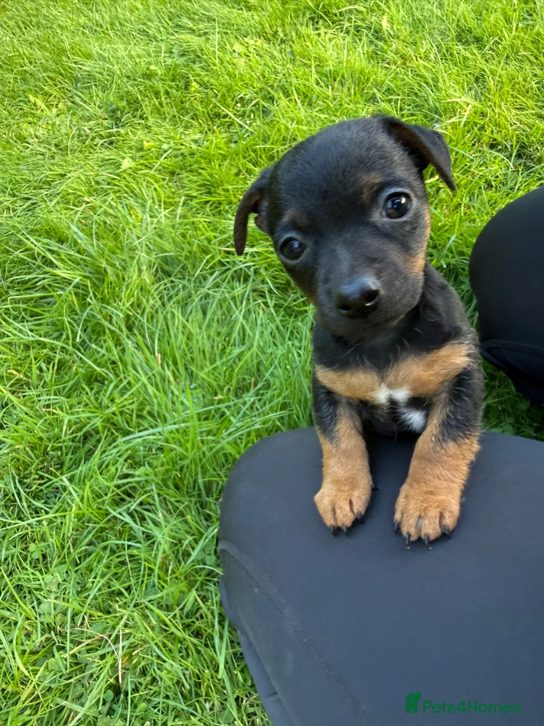 Jack Russell dogs for sale: Black and Tan Jack Russels  in Brecon - Advert 2