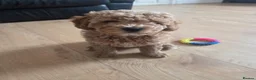 Cavapoochon dogs for sale: Stunning Cavapoochon boy - Advert 3