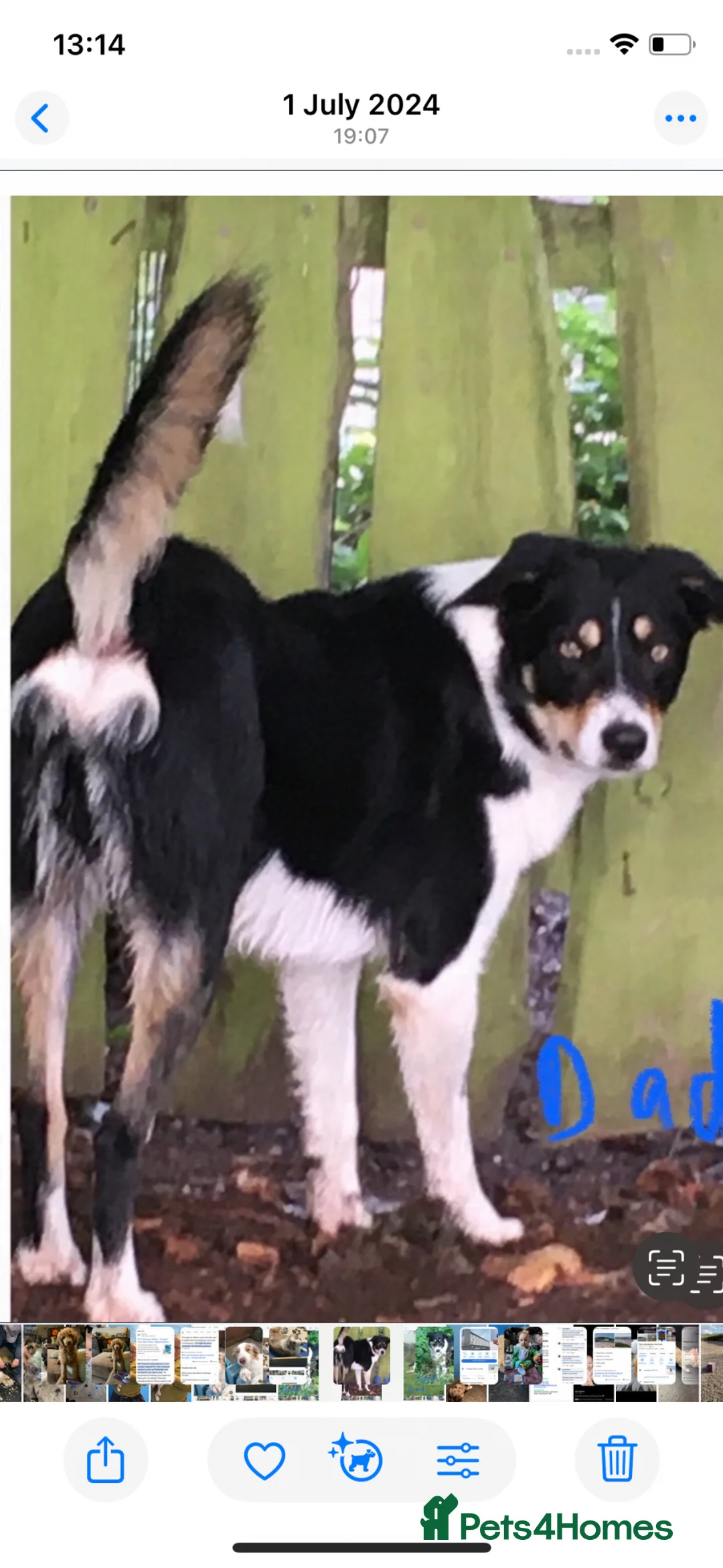Border Collie dogs for sale: Pure border collie adult - Advert 3