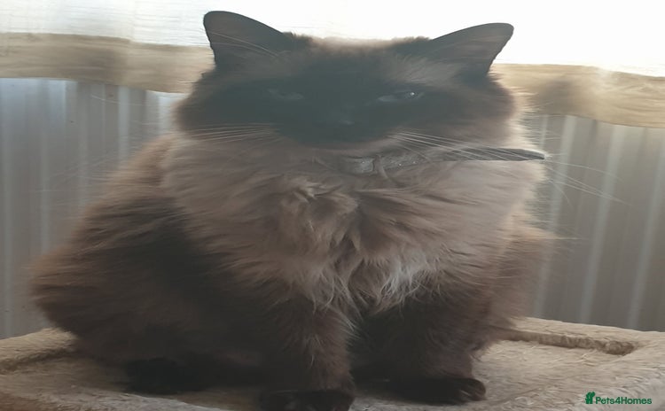 Ragdoll cats - Advert 10