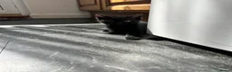 European cats for sale: Kittens  - Advert 4
