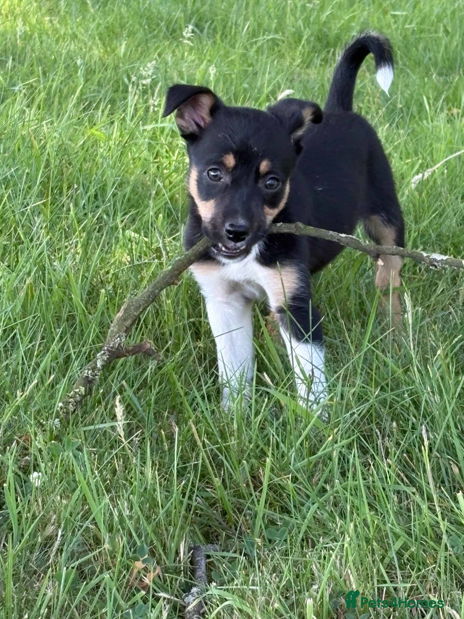 Mixed Breed dogs Lovely Border Collie x Australian Kelpie Pups   - Advert 17