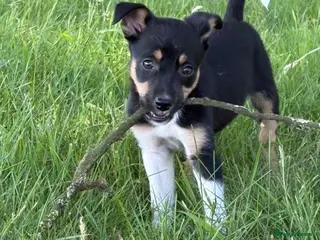 Mixed Breed dogs Lovely Border Collie x Australian Kelpie Pups - Advert 17