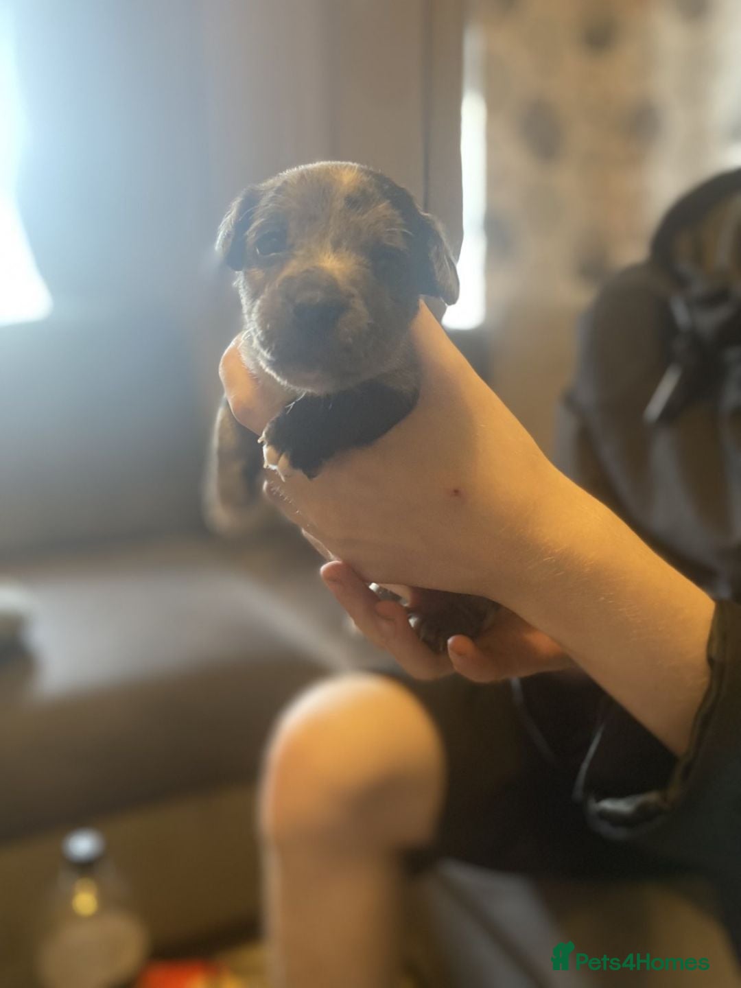 Mixed Breed dogs for sale: Patterdale lakeland x Jack russel puppies - Advert 5