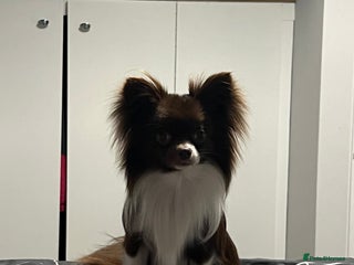 Chihuahua dogs for stud: Small Long coat chocolate and white chihuahua - Advert 1