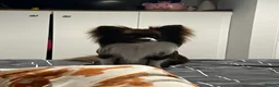 Chihuahua dogs for stud: Small Long coat chocolate and white chihuahua  - Advert 1