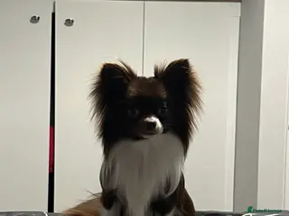 Chihuahua dogs Small Long coat chocolate and white chihuahua - Advert 1