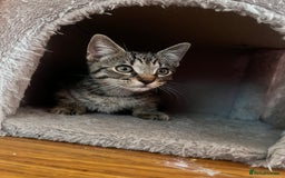 Domestic Shorthair cats for sale: Cute tabby male looking for new home - Image 7