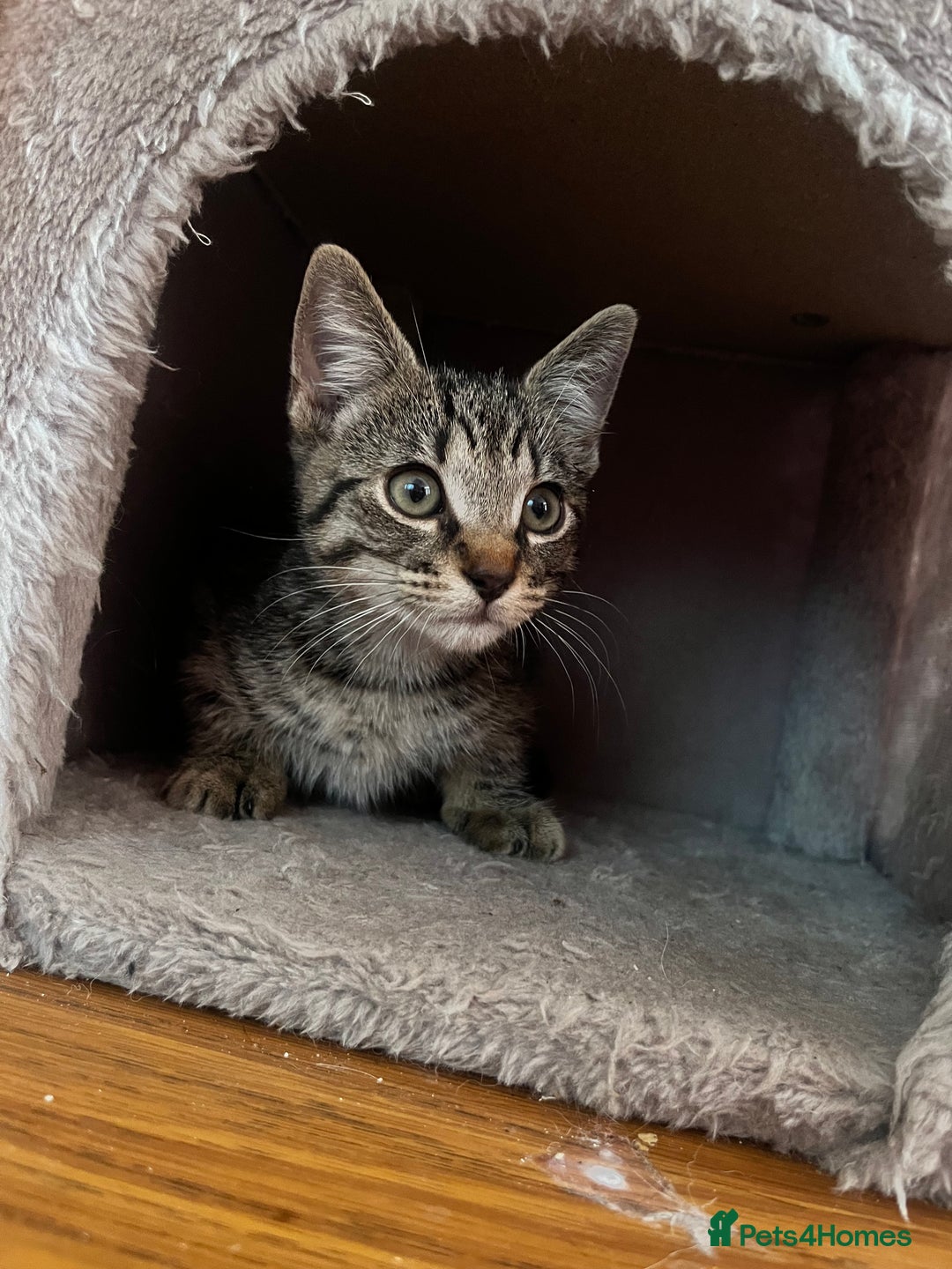 Domestic Shorthair cats for sale: Cute tabby male looking for new home - Image 7