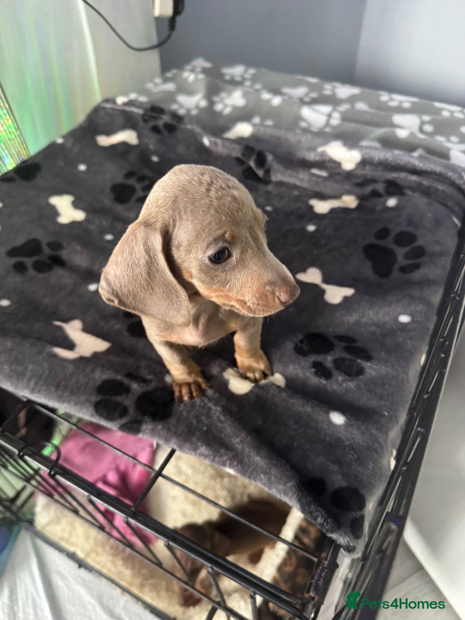 Miniature Dachshund Puppy 1