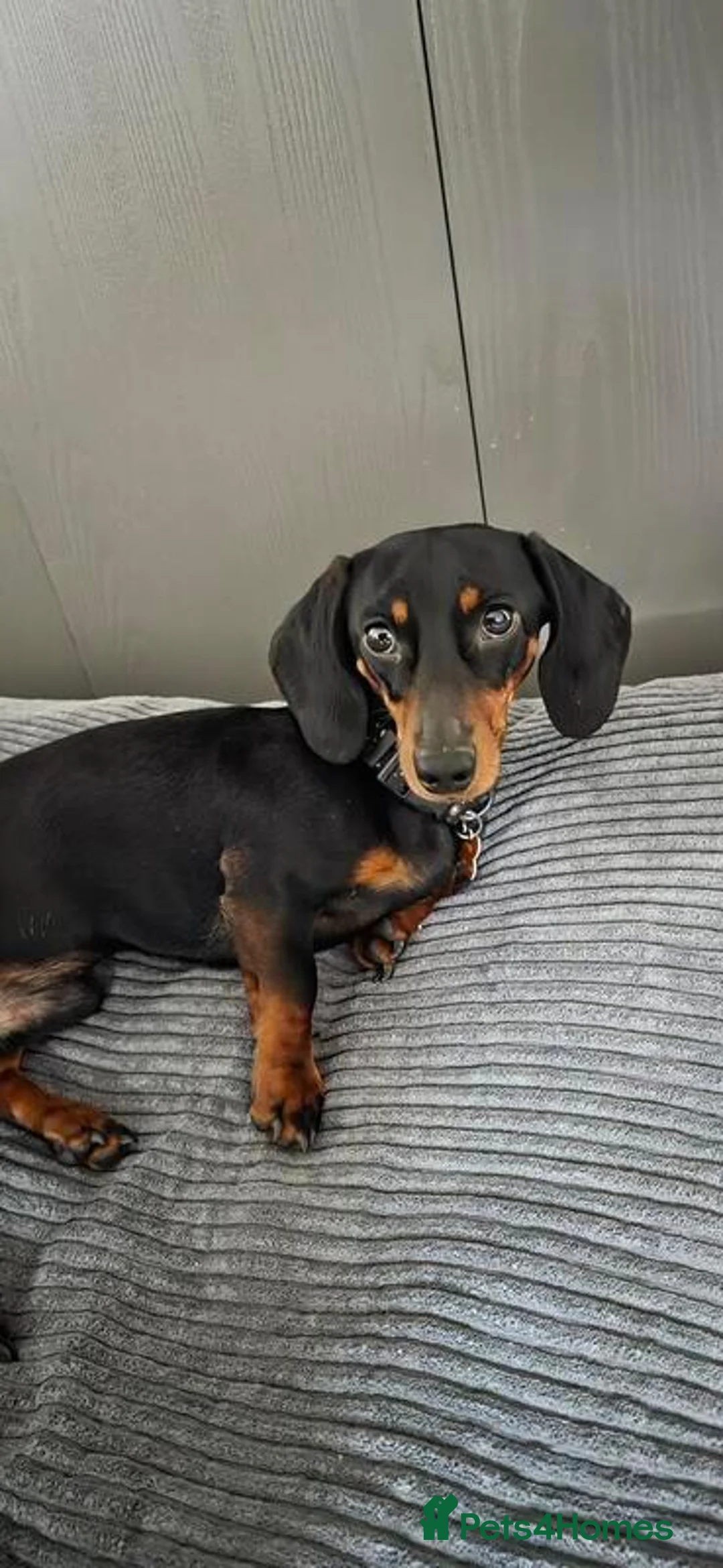 Miniature Dachshund dogs for sale: Looking for a loving home for my Nia in Edinburgh - Advert 2