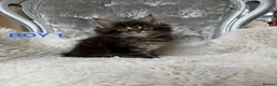 Maine Coon cats for sale: ONLY 2 LEFT SHOW QUALITY MAINE COON KITTENS - Advert 29