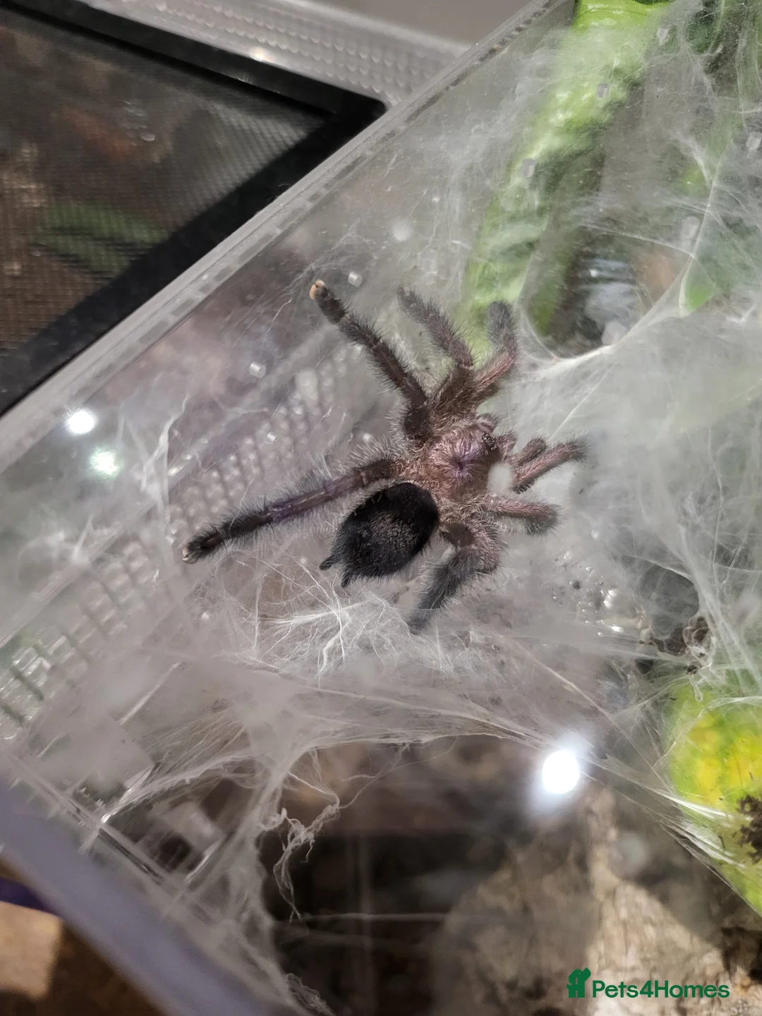 Tarantulas invertebrates for sale: MM Avicularia Purpurea - Advert 2
