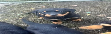 Rottweiler 7