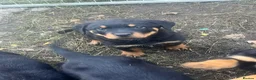 Rottweiler dogs for sale: Beautiful Rottweiler puppy’s - Advert 4