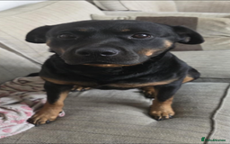 Rottweiler dogs for sale: Narla looking for her forever home. - Image 1