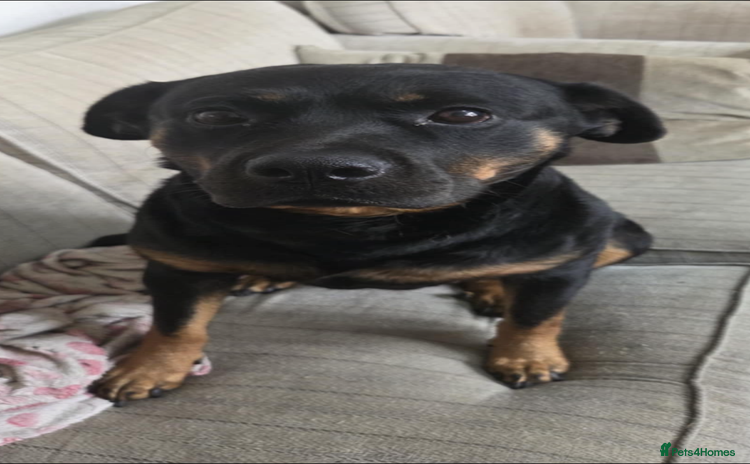 Rottweiler dogs - Advert 12