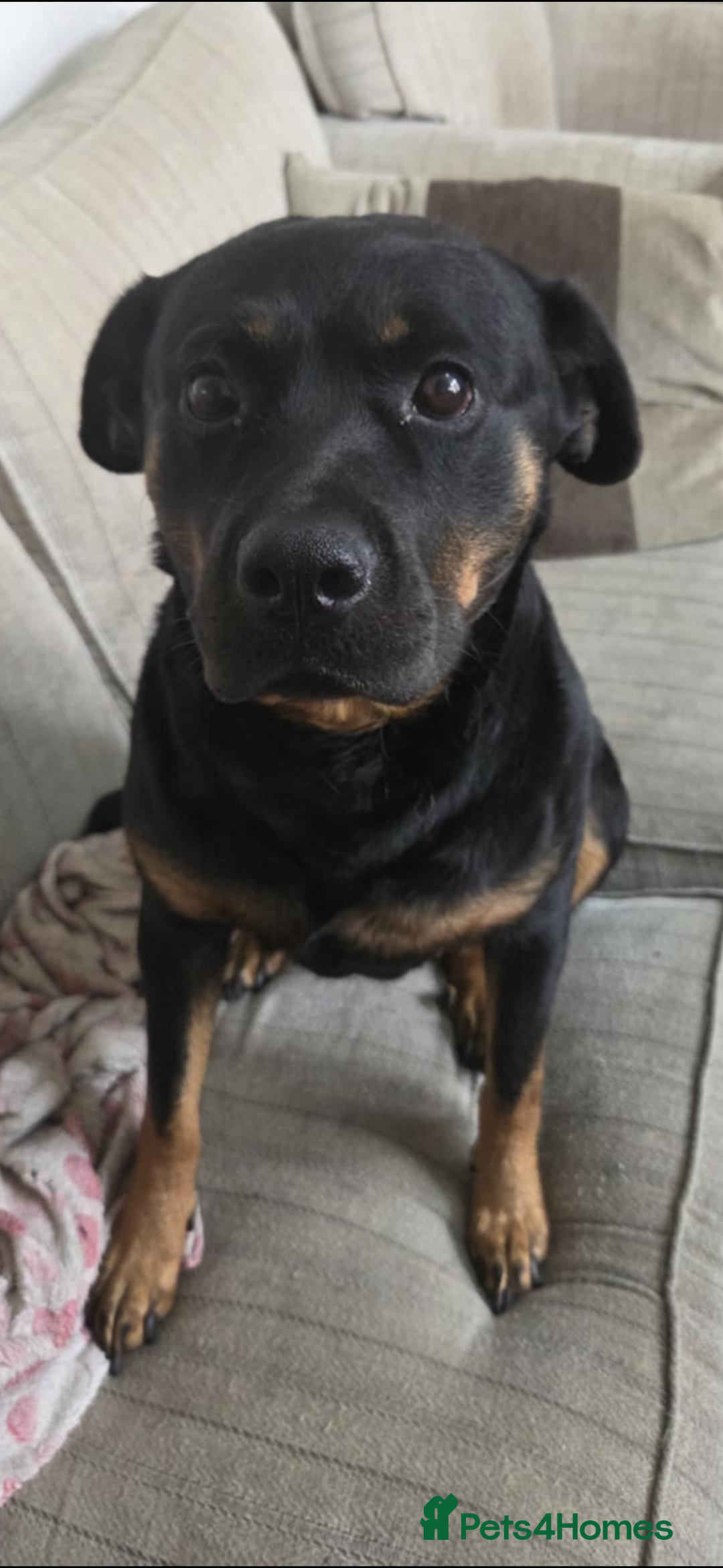 Rottweiler dogs for sale: Narla looking for her forever home. - Image 1