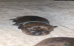 Miniature Dachshund dogs for sale: Miniature dachshund  - Image 19