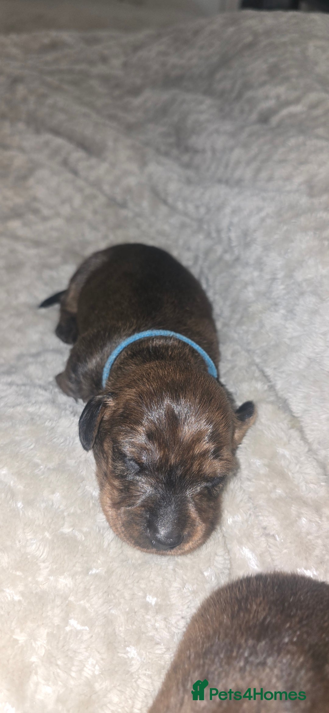 Miniature Dachshund dogs for sale: Miniature dachshund  - Image 19