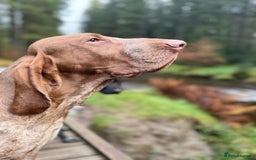 Bracco Italiano dogs for stud: Bracco Italiano for stud - Image 6
