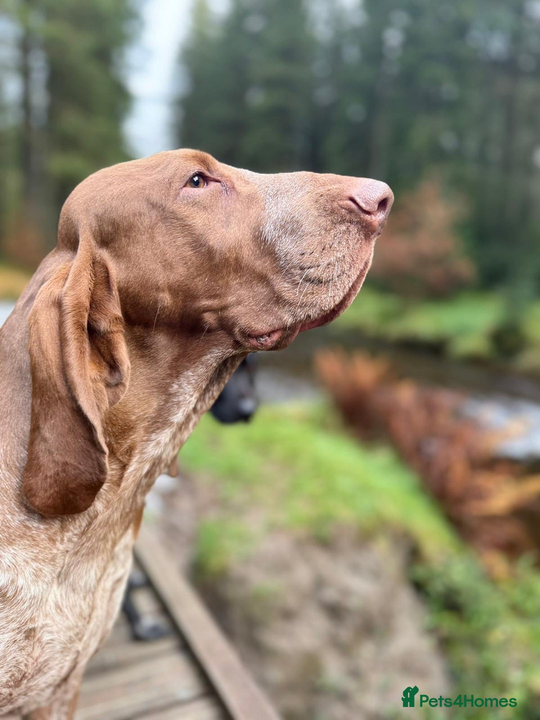 Bracco Italiano dogs for stud: Bracco Italiano for stud - Image 6