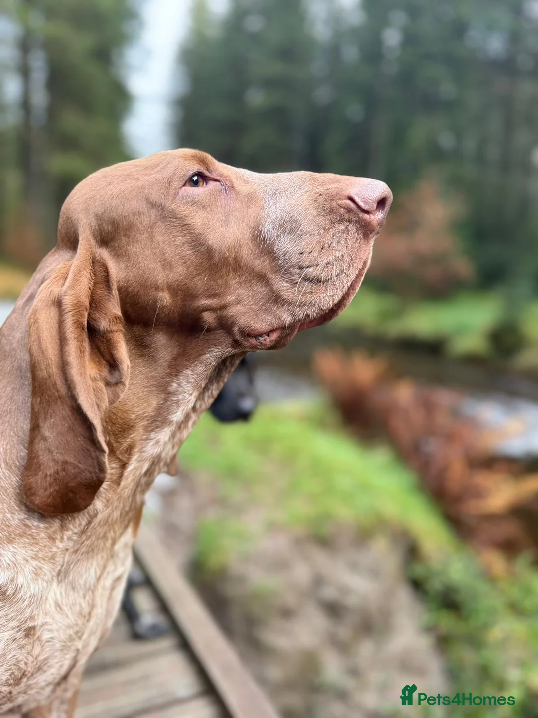 Bracco Italiano dogs for stud: Bracco Italiano for stud - Advert 7