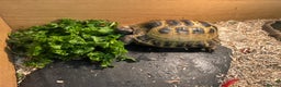Tortoise reptiles for sale: Tortoise horsfield  - Advert 3