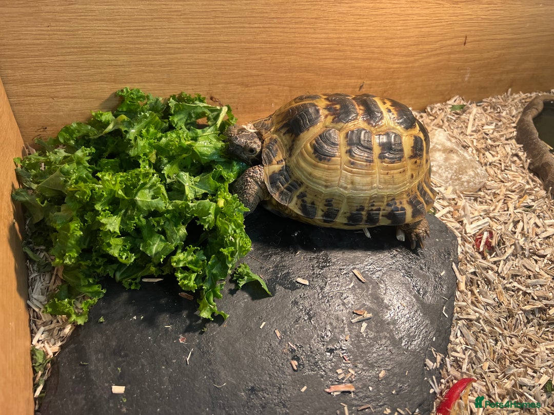 Tortoise reptiles for sale: Tortoise horsfield  - Advert 3