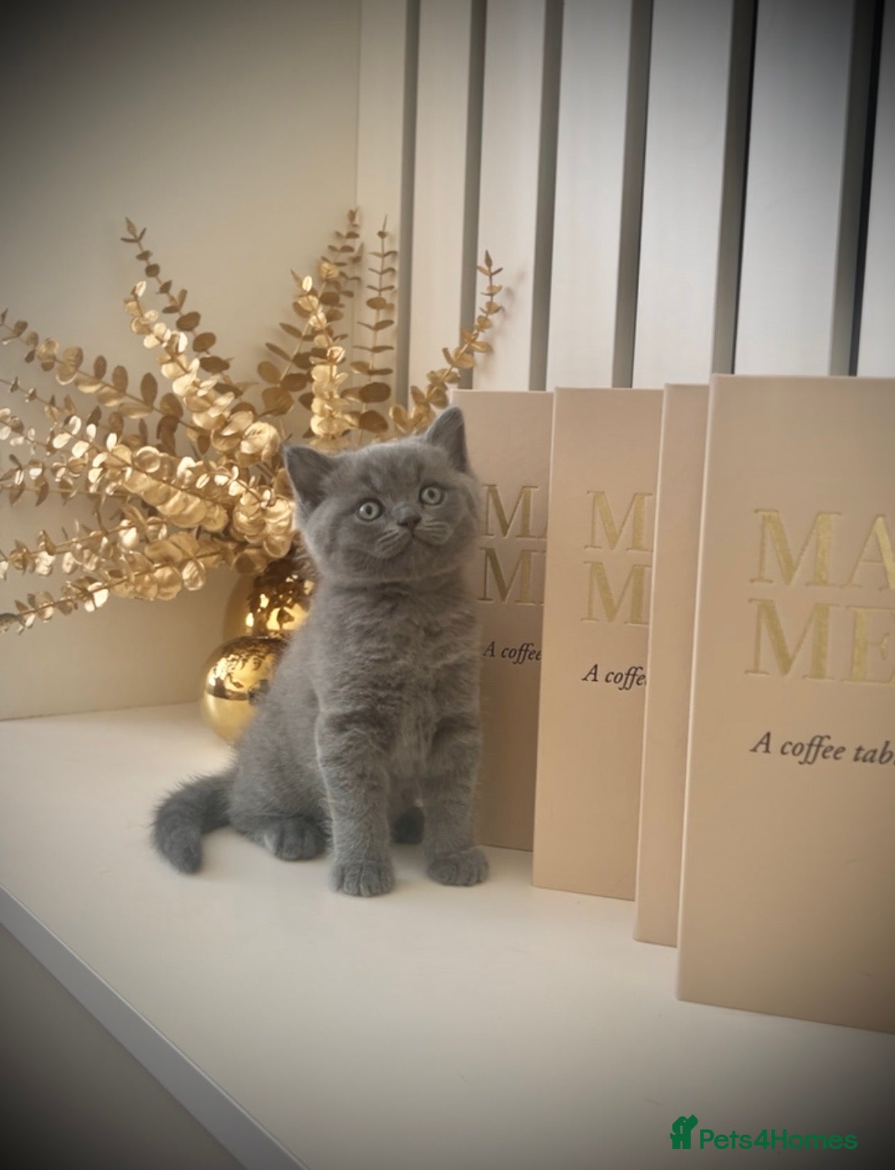 British Shorthair cats British shorthair kitten - Advert 1
