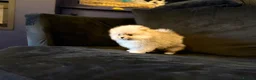 Pomeranian dogs for sale: Fluffy Sable Poms - Advert 3