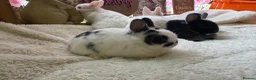 Netherland Dwarf rabbits for sale: Pedigree Netherland dwarf babies   - Advert 3