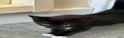 Mixed Breed cats for sale: Pls call  **   don't have time to check msg in Hinckley - Advert 4